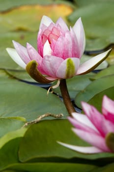 Shot of the white water lily on the water