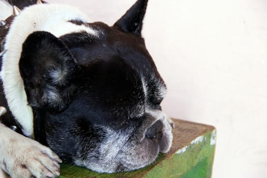 dog sleeps on a green bench