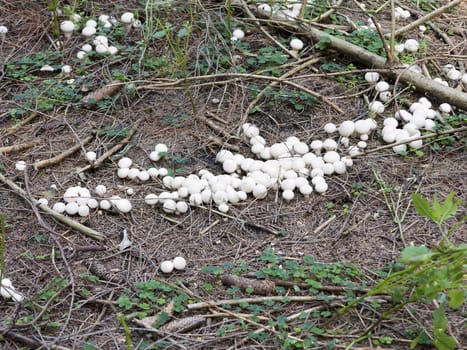 Shot of the starfish fungus