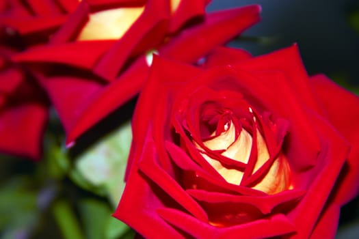 big red rose with yellow