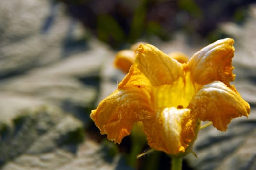 cucumber flower on green background