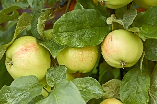 Three apples covered with water drops after the rain ripens on the tree