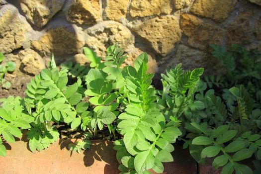 plant and wall on garden with house