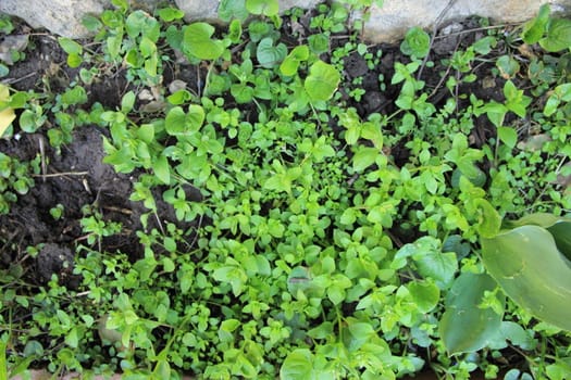 spring green plant on gardens