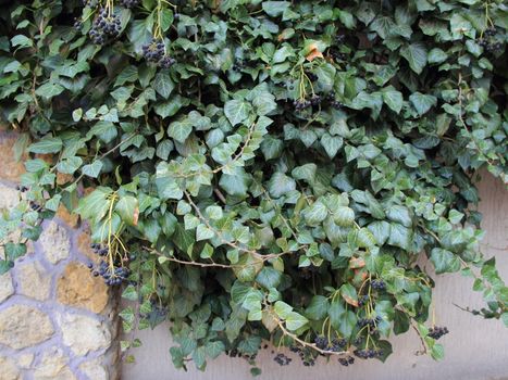 ivy and wall on garden with house