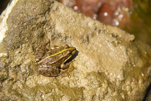 small green frog on stone