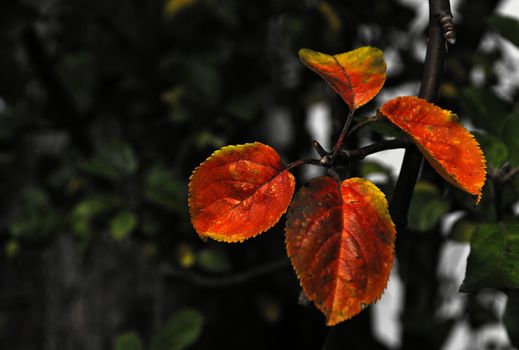 colorful background with autumn leaves on apple twig