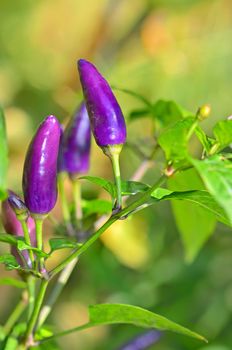 Purple bell pepper growing on vine in home garden