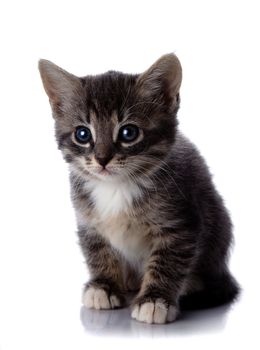 Gray striped kitten. Striped kitten with blue eyes. Kitten on a white background. Small predator.