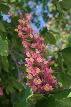 Blooming pink chestnut tree in Kiev
