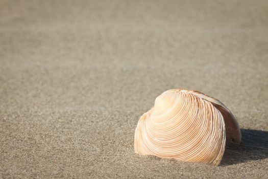 Shot of a beautiful sea-shell sitting in the sand on a beach with lots of copyspace