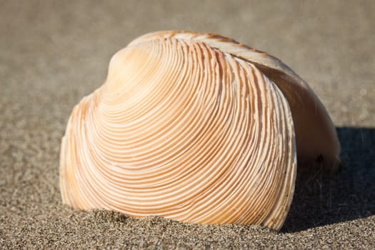 Close-up shot of a beautiful sea-shell sitting in the sand on a beach