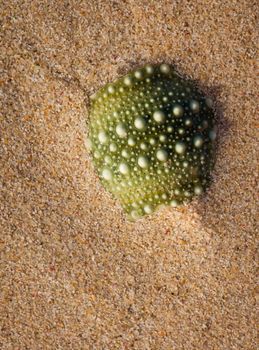 A green Sea-Urching shell in the sand