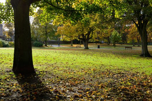 Colorful foliage in the autumn park and dry leaves on the ground.