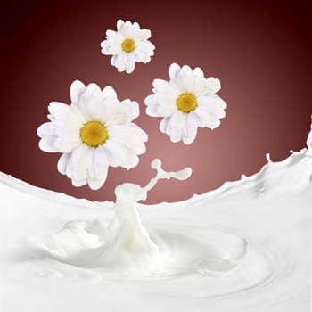 Pouring white and fresh milk with chamomiles on a background
