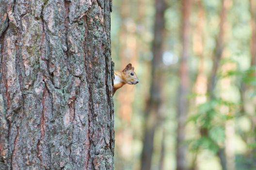 Cute furry squirrel in a pine forest in summer