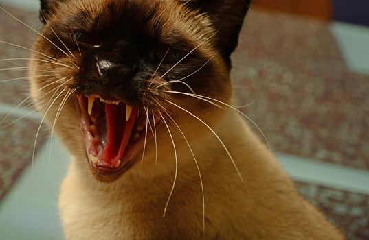 a siamese cat hissing and showing teeth