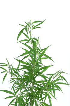 Cannabis plant isolated on the white background.
