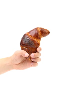 Hand holds appetizing croissant. Close up. White background.