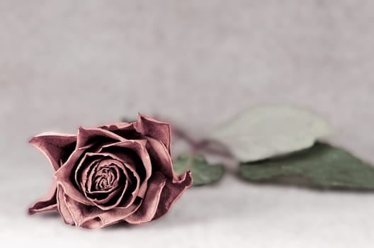 faded rose on blurred background