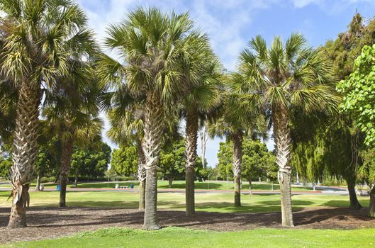 Palm trees landscape in Balboa Park San Diego California.