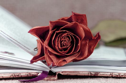 red faded rose on open book