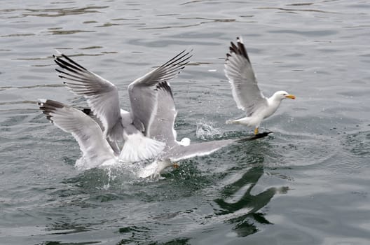 seagull fighting for fish