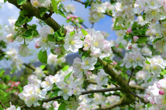 apple tree in bloom