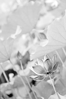 Scenery of lotus flower in the farm in black and white tone.