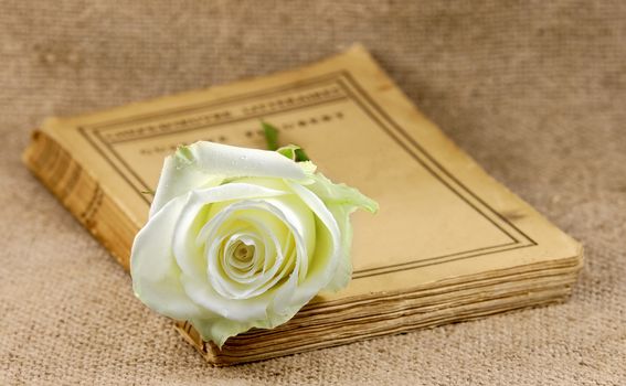 old book covered with a white rose