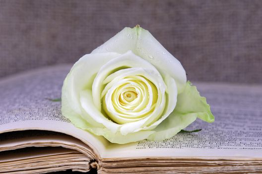 open book covered with a rose