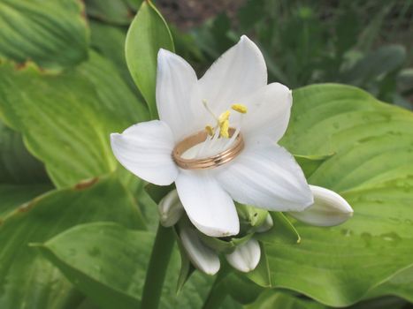 Inside the white lily flower gold wedding ring