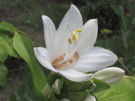 n the white lily flower on the pistil and stamens are wearing a gold ring