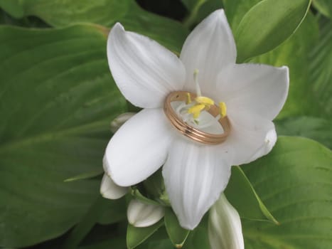 Gold ring threaded through white lily stamens