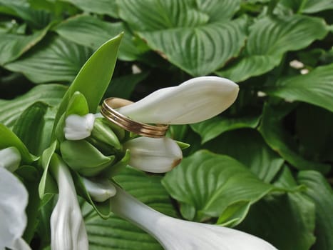 Gold ring wearing a large white lily bud