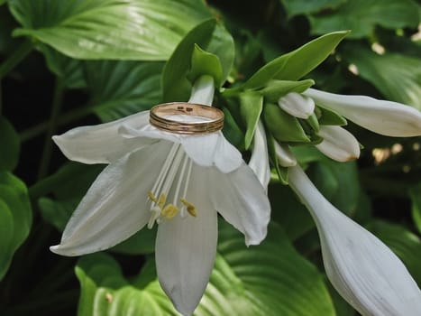 On top of this attempted petals of white lily is a golden ring





