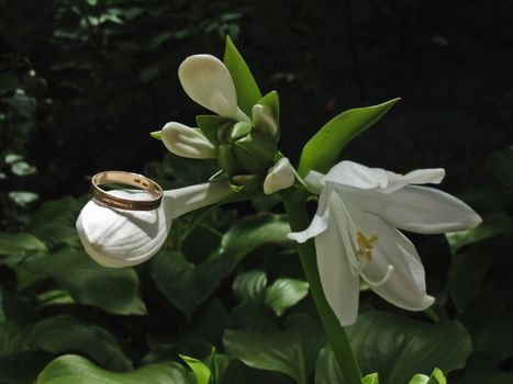 Golden ring on a branch of flowers white lily