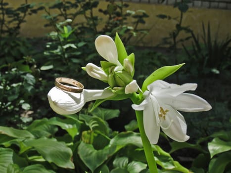 Ring of one of the white lily flower buds