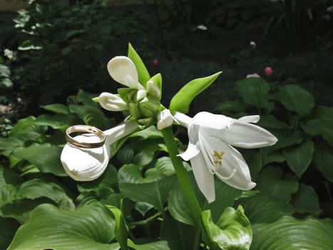 Flowers white lily, one of which was on top of a gold wedding ring