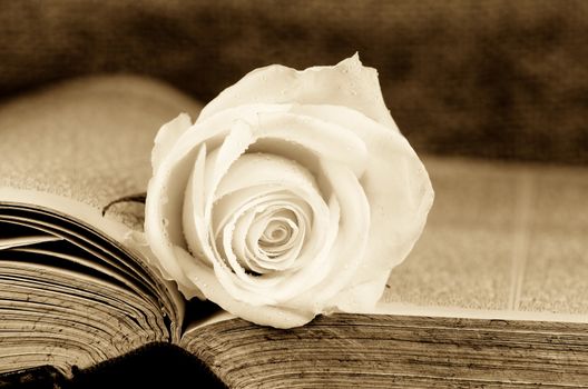 an old book covered with a white rose