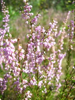 image of the beautiful pink meadow flowers