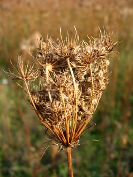 image of dry umbel of flower of cicuta