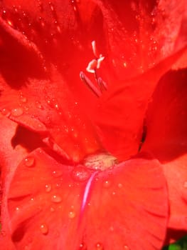 beautiful and bright flower of red gladiolus