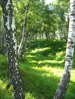 image of beautiful birchwood in the spring