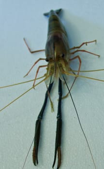 Giant river prawn