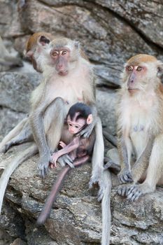 Family of monkeys sits on the rock