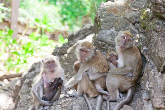 Family of monkeys sits on the rock