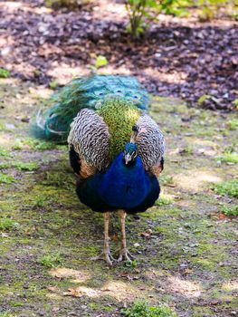 Closeup of peacock, male peafowl, from above angle
