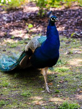 Closeup of peacock, male peafowl, from above angle