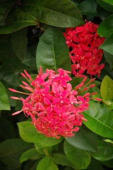 Ixora red flower in garden